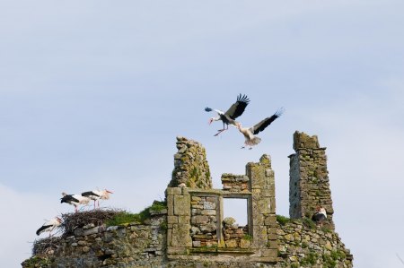 Weißstörche auf dem Château de La Rivière, Normandie/Département Manche